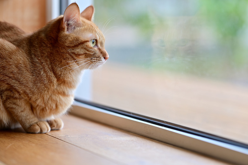 室内飼いの猫にとって「窓」はテレビのような存在 リビング・寝室・居室 住み人オンライン